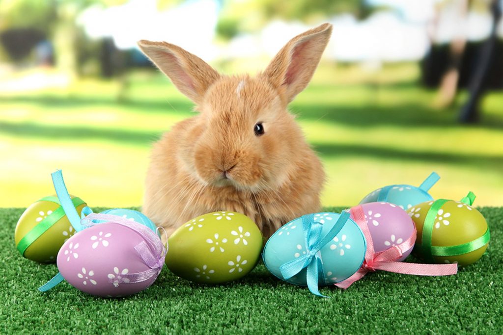 coelhos e ovos de páscoa